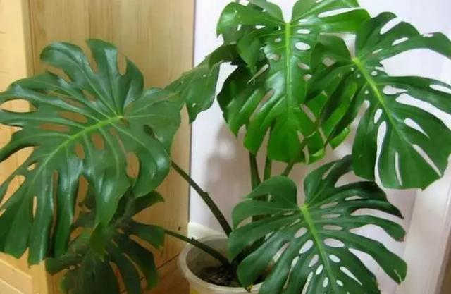 家居风水植物:家居绿植风水要讲究，你家的植物摆对了吗？