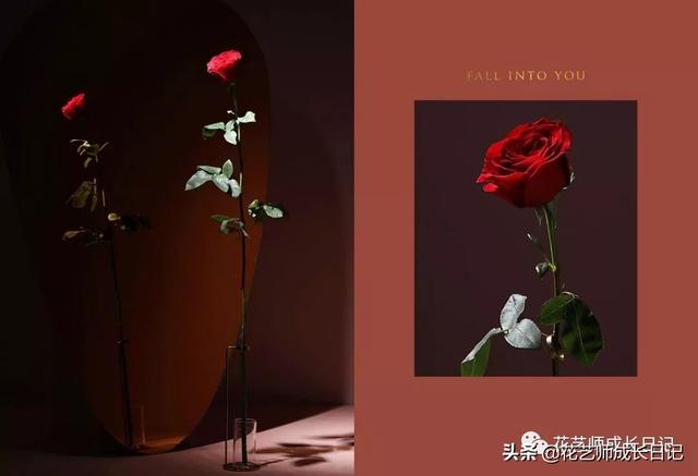 9朵玫瑰代表什么