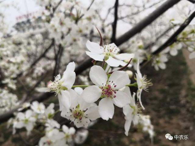 梨树落花后，怎样用好这遍药！2