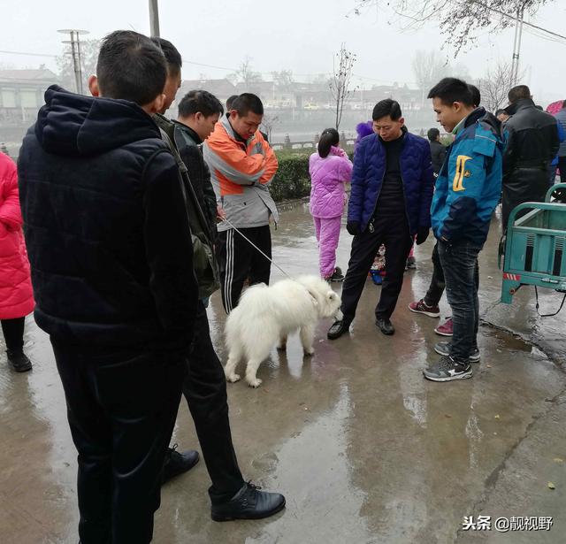 英牛犬