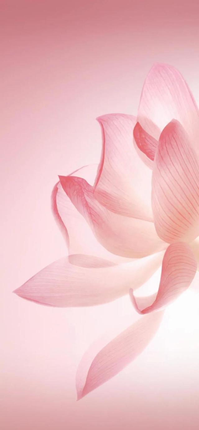 华为P50系列专属壁纸：华为，只会越来越好