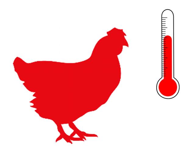 鸡皮肤在高温下会少