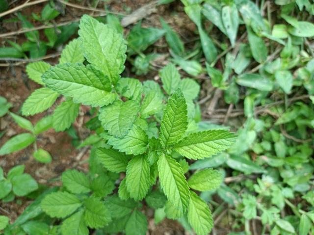 农村常见的野草，人称“仙鹤草”，用来煮水作用大，对女性有好处