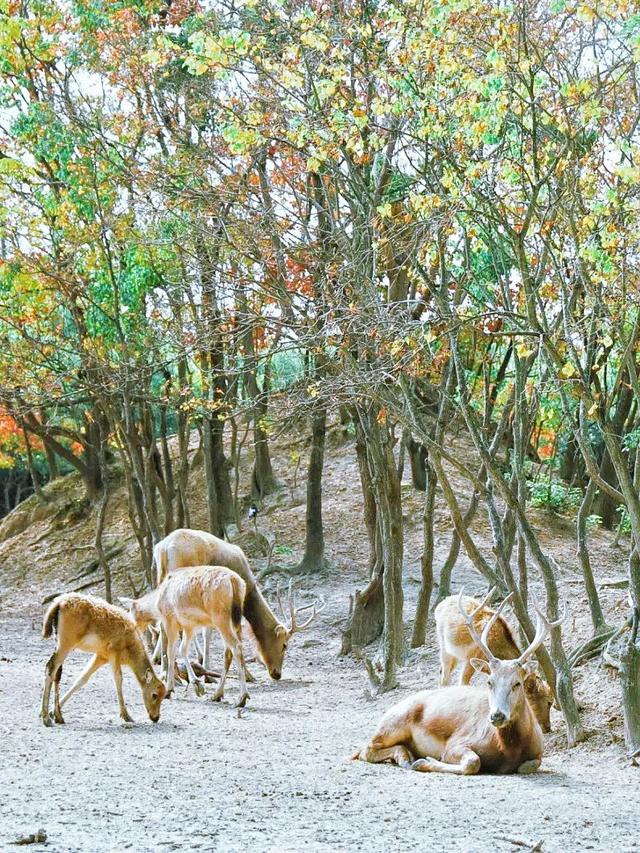 黃海森林公園團建