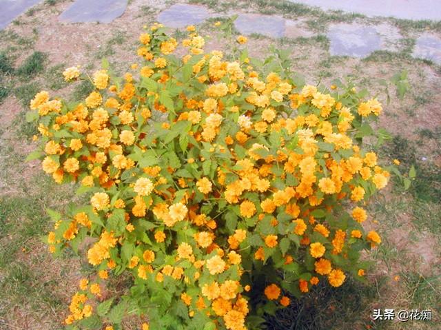棠棣花