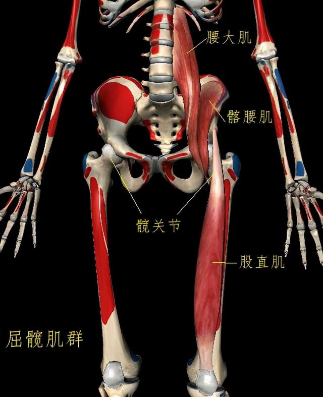 屈髋肌紧张可能引发的功能障碍 太阳信息网