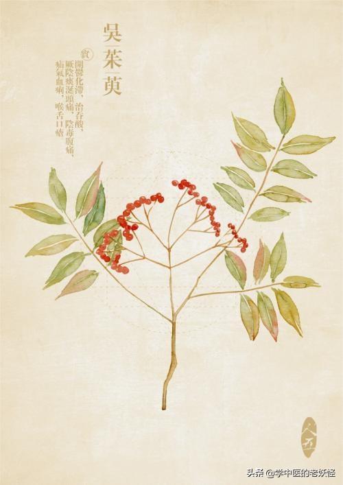 每日一中药——吴茱萸