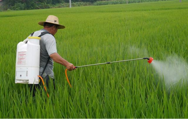 水稻后期管理需要加把劲，4项关键措施要做到位，才能确保高产4