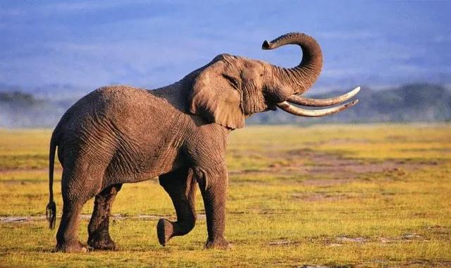 地球最強十大生物 看一看排名前兩位的會是誰 Kks資訊網