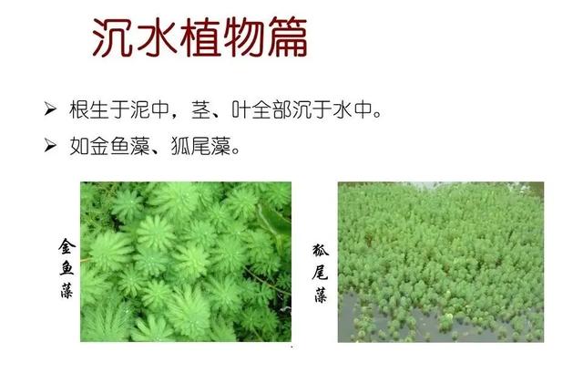 水生植物 水生植物（水生植物种植施工方案） 生活