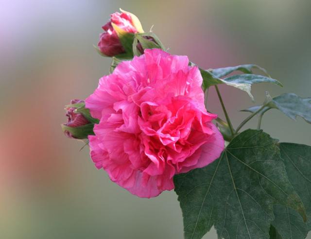 芙蓉花有几种