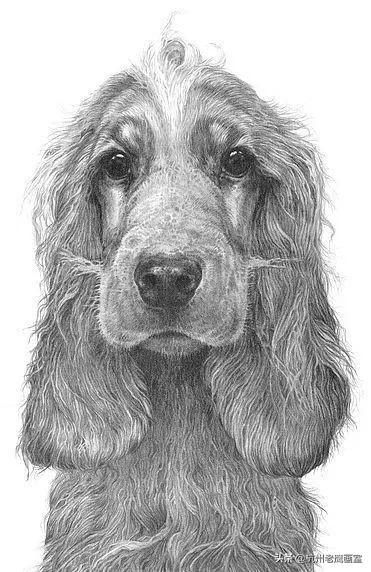 素描狗狗的画怎么画(老虎素描100幅画)-艾拉养犬