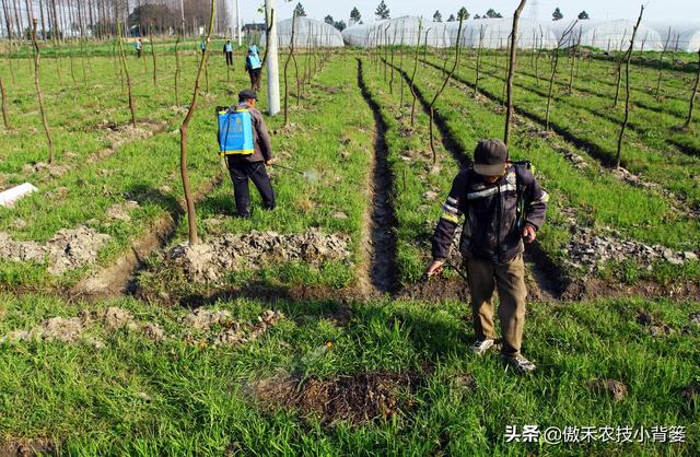 打除草剂后田间杂草杀不死、作物出现药害？这样打药除草效果最好11