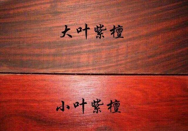 大叶紫檀