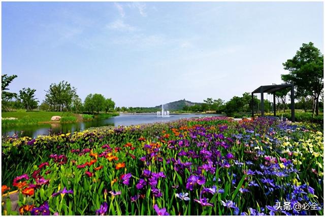 水生花卉在园林景观中的应用(选择水生植物在园林景观中的应用)-锐牛