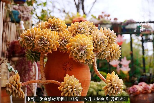 安康石英砂洗砂机厂家电话