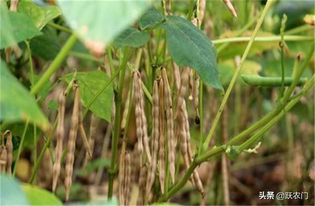 红小豆栽培技术与病虫害防治，掌握这几项管理措施，种植优质红豆