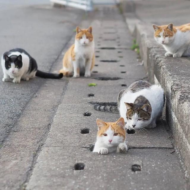 领养猫咪