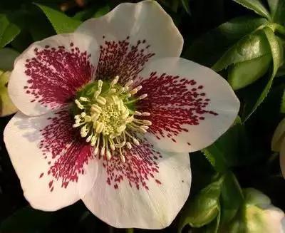 50种浪漫鲜花花语大全 50种浪漫鲜花花语大全（50种浪漫鲜花花语大全图片） 生活