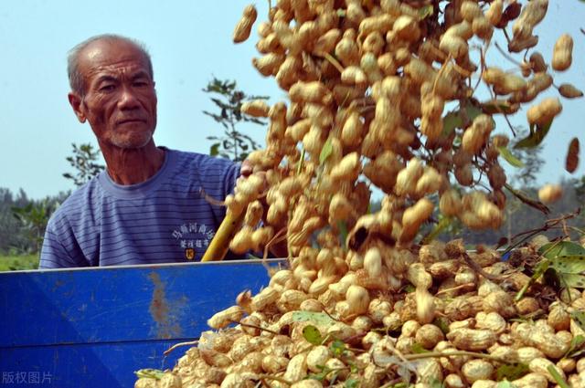 记住这个花生白绢病特效药，苗期前打1遍，防效高达98.7%4