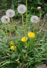 能当菜吃的中草药