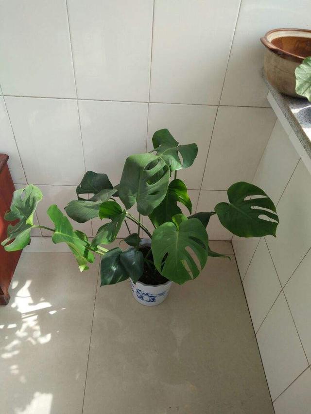 耐阴植物 耐阴植物（耐阴植物室内盆栽） 生活