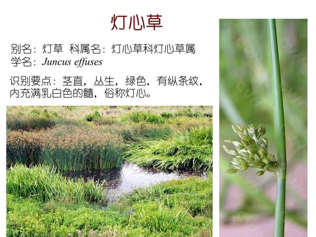 水生植物种类 水生植物种类（水生植物100种） 生活