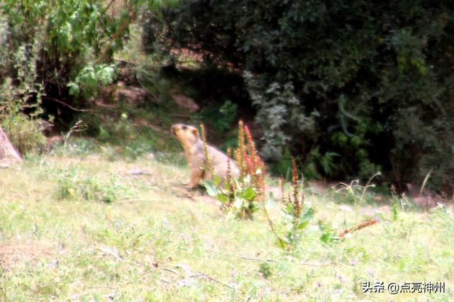 青藏高原上，胖嘟嘟的“大老鼠”是啥？它們被當害獸狂毆半世紀