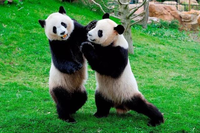 中国有多少大熊猫