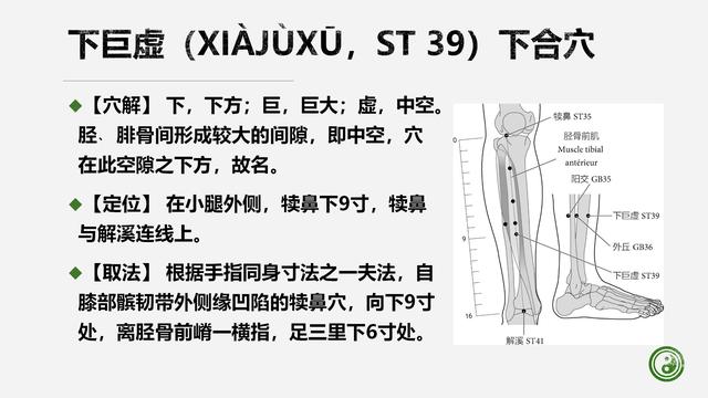 足阳明胃经与腧穴