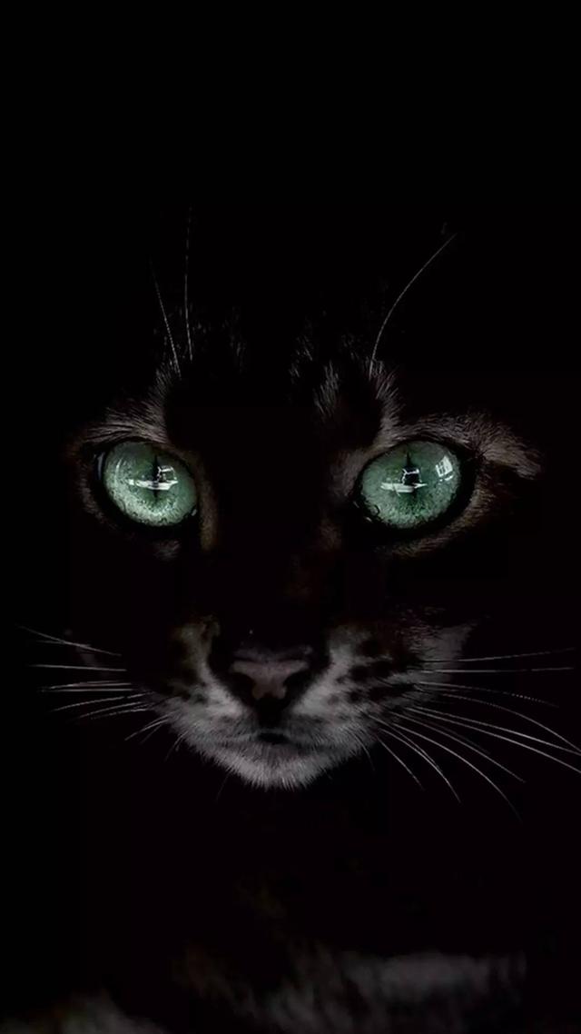 抖音很火的猫壁纸抖音网红星狗壁纸