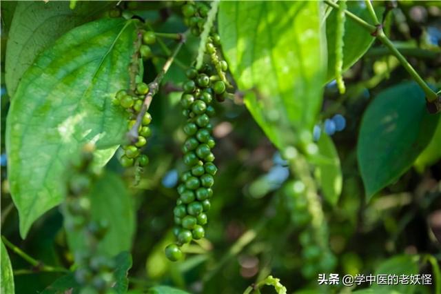 每日一中药——胡椒