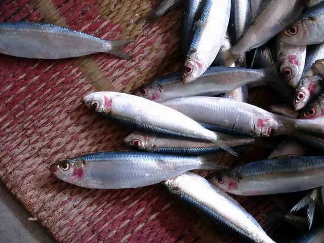 这4种鱼平时尽量少吃，或会携带甲醛和重金属，看有你爱吃的吗？