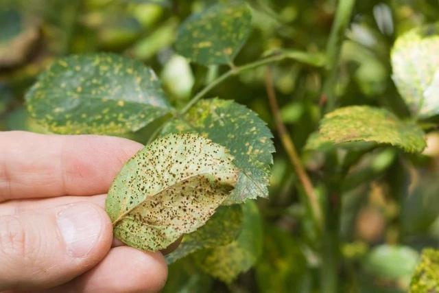 最近阴雨连绵，植物叶子容易长“锈斑”，教你正确预防和处理5