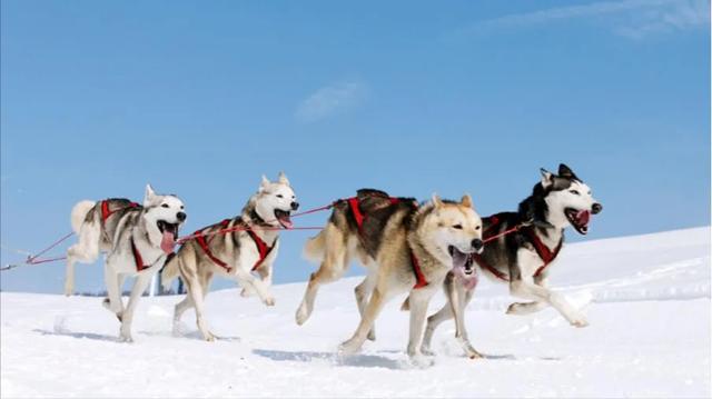 雪橇犬图片 雪橇犬图片（阿拉斯加雪橇犬图片） 动物