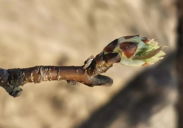 梨木虱是果树害虫中“战斗机”，果农怎么才能干掉它？4