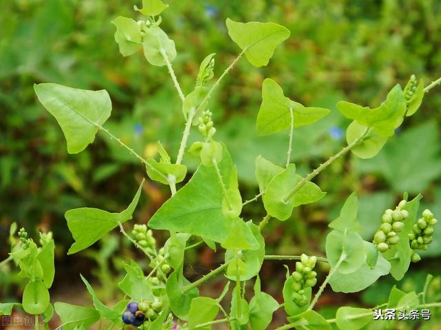 农村常见中药之杠板归与鸡冠花