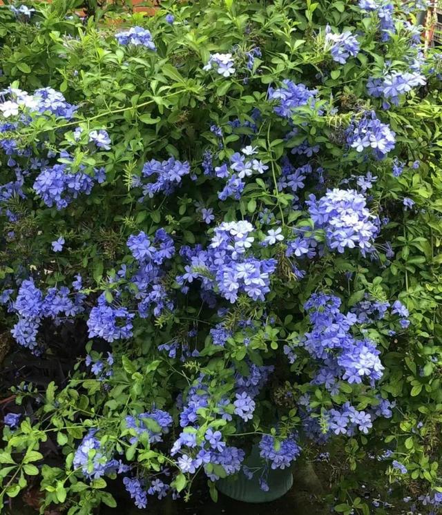 夏天的花 夏天的花（夏天的花卉） 生活