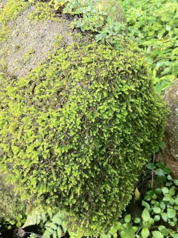 苔藓 苔藓（苔藓植物） 生活
