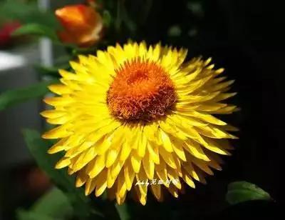 50种浪漫鲜花花语大全 50种浪漫鲜花花语大全（50种浪漫鲜花花语大全图片） 生活