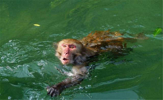 水獭猫