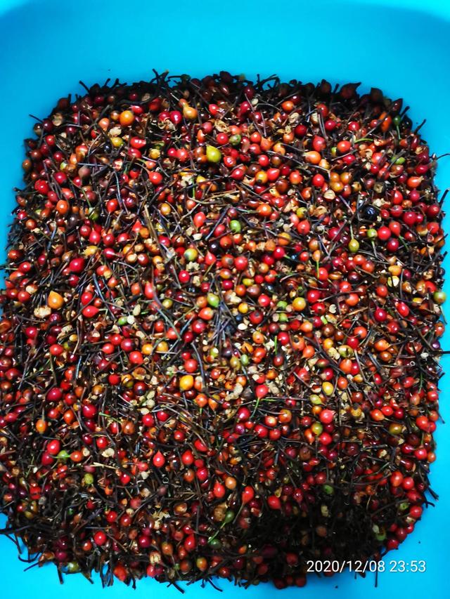 刚采收的蔷薇种子如何处理蔷薇花种子图片