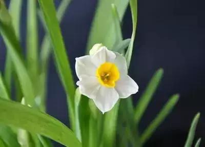 50种浪漫鲜花花语大全 50种浪漫鲜花花语大全（50种浪漫鲜花花语大全图片） 生活