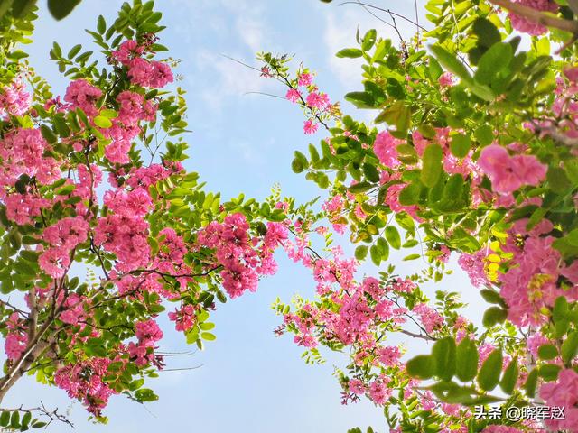 红花槐 红花槐（红花槐树图片） 生活