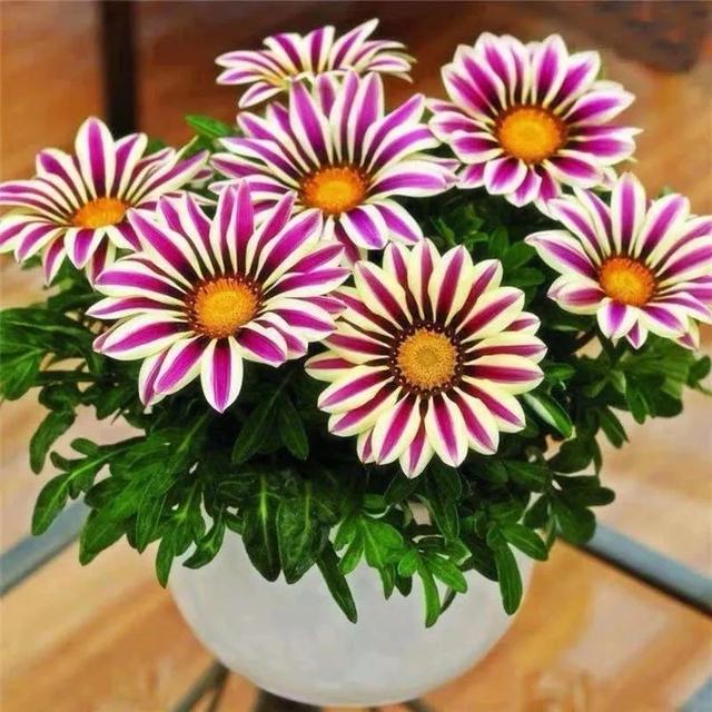 勋章花 勋章花（勋章花种子栽培方法） 生活