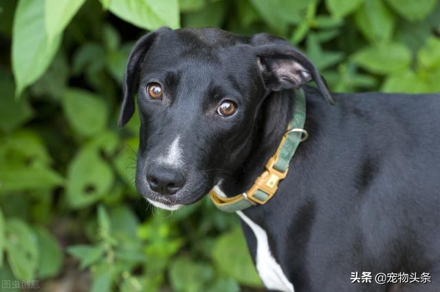 狗狗咳怎么办