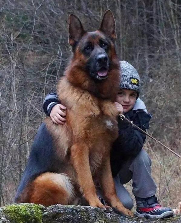 德国牧羊犬吃什么(德国牧羊犬吃什么食物最好) 资讯 第7张