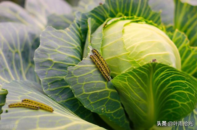 这个杀虫剂不输氯虫苯甲酰胺，防治菜青虫、夜蛾类，4小时内见效7