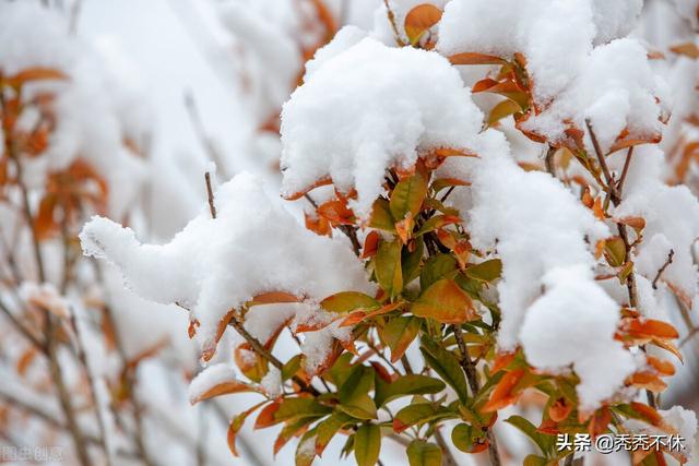 玉树琼枝的意思是什么季节，古人形容冬天的词语？