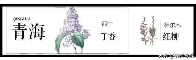 中国各城市市花